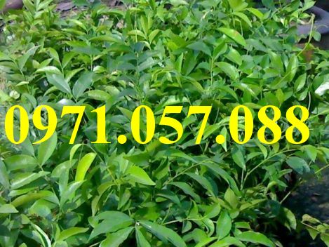 GIỐNG CÂY MẮC MẬT